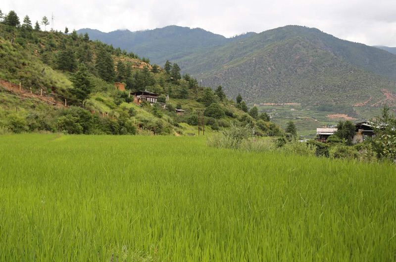 greenery-paro-800x530