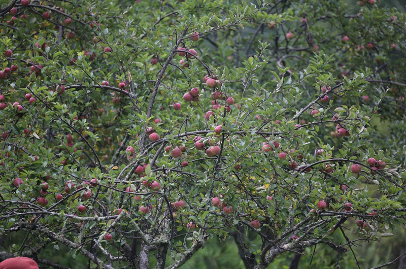 nirvana-orchard-800x530